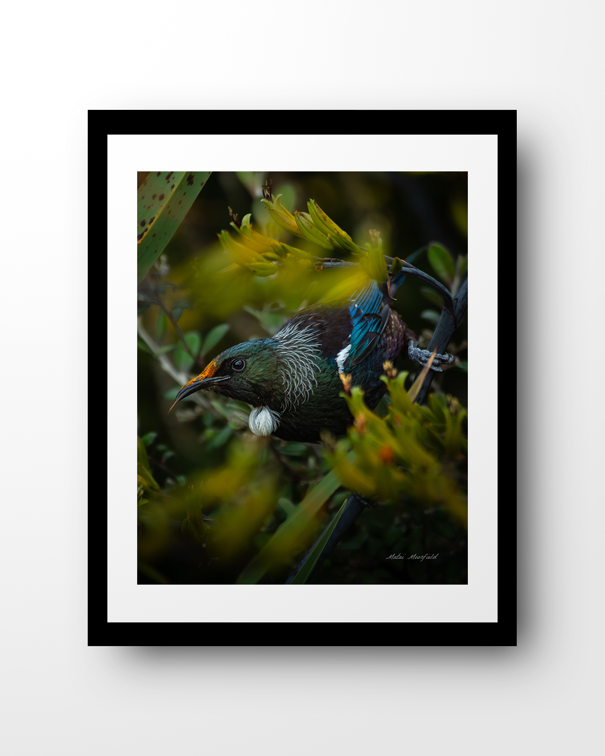 Tui in Flax Wildlife Print - New Zealand Bird Photography